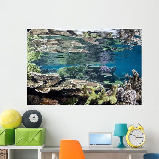 Reef-building Corals Raja Ampat Wall Decal Design 5