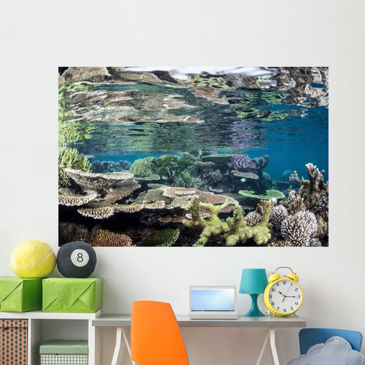 Reef-building Corals Raja Ampat Wall Decal Design 5