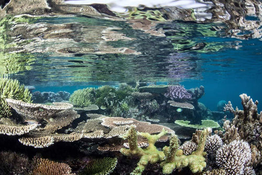 Reef-building Corals Raja Ampat Wall Decal Design 5