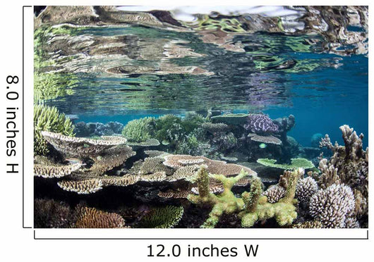 Reef-building Corals Raja Ampat Wall Decal Design 5