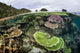 Reef-building Corals Raja Ampat Wall Decal Design 4