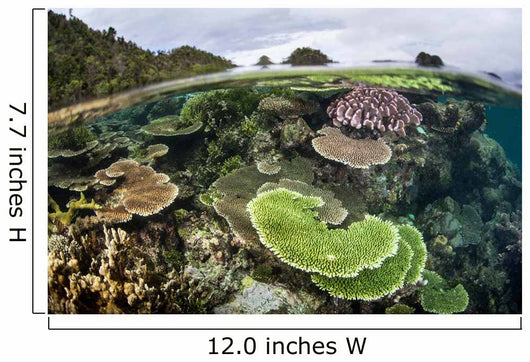 Reef-building Corals Raja Ampat Wall Decal Design 4