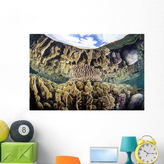 Reef-building Corals Raja Ampat Wall Decal Design 3