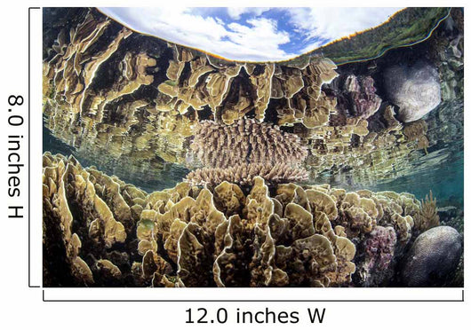 Reef-building Corals Raja Ampat Wall Decal Design 3