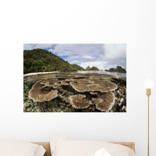 Corals Grow Shallow Reef Wall Decal Design 5