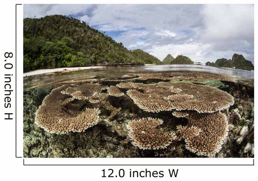 Corals Grow Shallow Reef Wall Decal Design 5