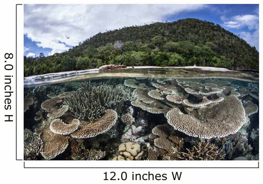 Reef-building Corals Raja Ampat Wall Decal Design 2