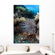 Crown-of-thorns Starfish Reef Indonesia Wall Decal