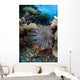 Crown-of-thorns Starfish Reef Indonesia Wall Decal