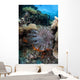 Crown-of-thorns Starfish Reef Indonesia Wall Decal