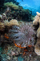 Crown-of-thorns Starfish Reef Indonesia Wall Decal