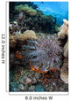 Crown-of-thorns Starfish Reef Indonesia Wall Decal