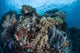 Reef-building Corals Raja Ampat Wall Decal Design 1