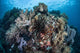 Diverse Array Invertebrates Cover Wall Decal Design 2