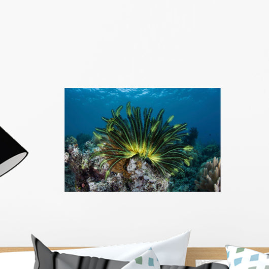 Colorful Crinoid Clings to Wall Decal Design 1