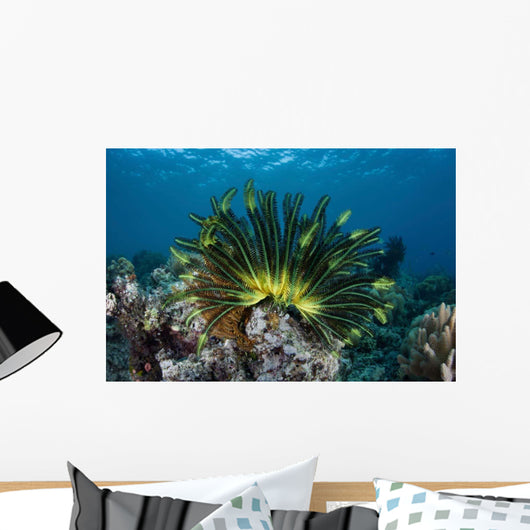 Colorful Crinoid Clings to Wall Decal Design 1
