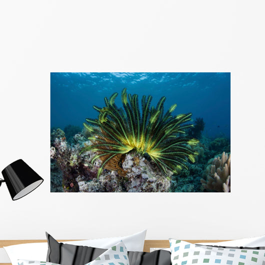 Colorful Crinoid Clings to Wall Decal Design 1