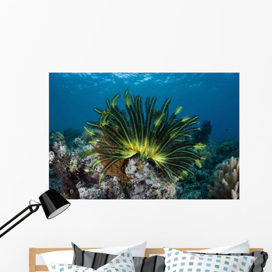 Colorful Crinoid Clings to Wall Decal Design 1