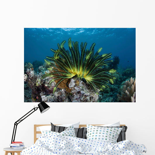 Colorful Crinoid Clings to Wall Decal Design 1