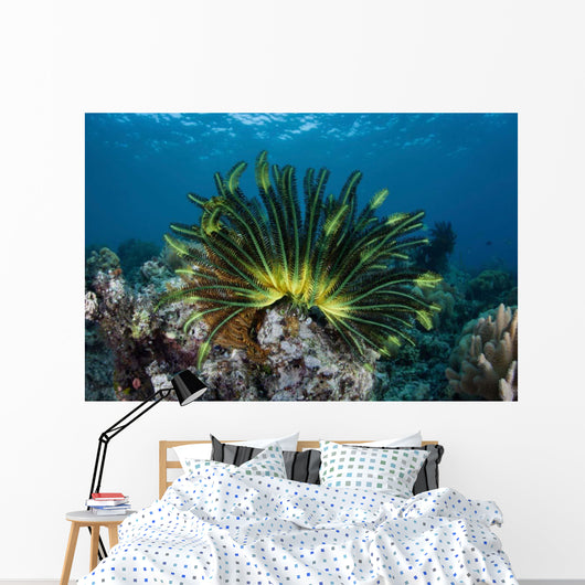 Colorful Crinoid Clings to Wall Decal Design 1