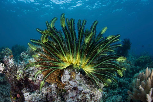Colorful Crinoid Clings to Wall Decal Design 1
