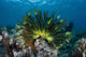Colorful Crinoid Clings to Wall Decal Design 1