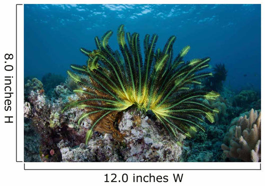 Colorful Crinoid Clings to Wall Decal Design 1