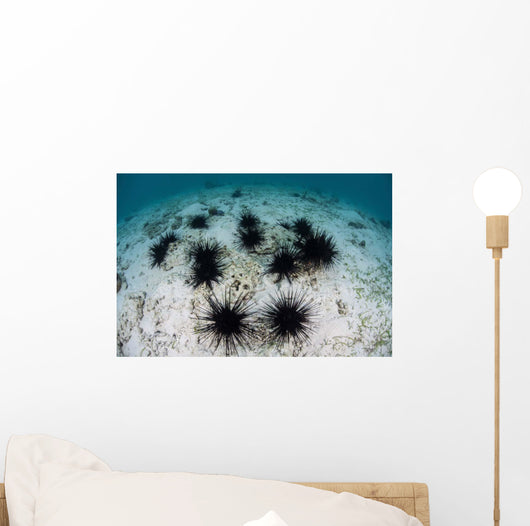 Black Spiny Urchins Graze Wall Decal Design 2