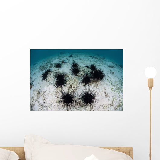Black Spiny Urchins Graze Wall Decal Design 2