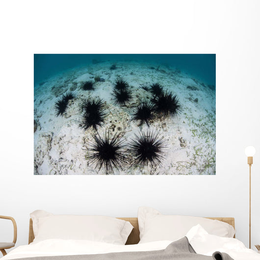 Black Spiny Urchins Graze Wall Decal Design 2
