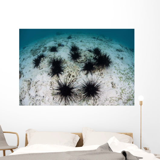 Black Spiny Urchins Graze Wall Decal Design 2