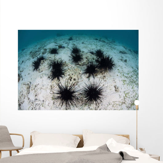 Black Spiny Urchins Graze Wall Decal Design 2
