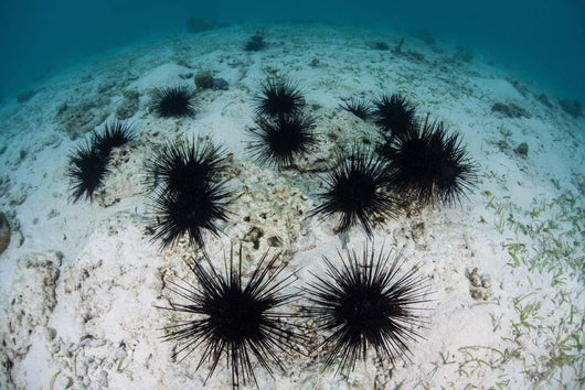 Black Spiny Urchins Graze Wall Decal Design 2