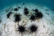 Black Spiny Urchins Graze Wall Decal Design 2