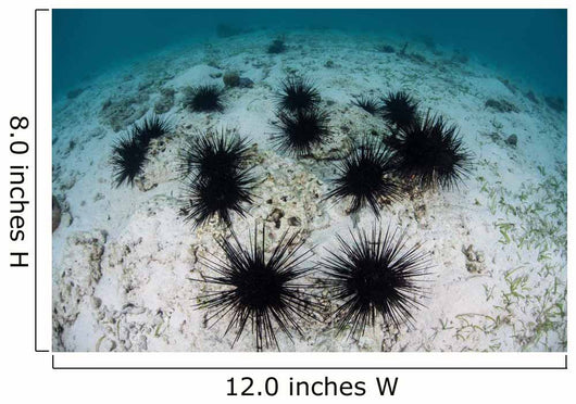 Black Spiny Urchins Graze Wall Decal Design 2