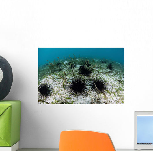 Black Spiny Urchins Graze Wall Decal Design 1