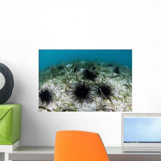 Black Spiny Urchins Graze Wall Decal Design 1