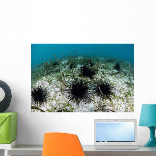 Black Spiny Urchins Graze Wall Decal Design 1