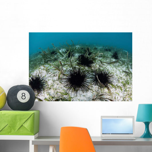 Black Spiny Urchins Graze Wall Decal Design 1