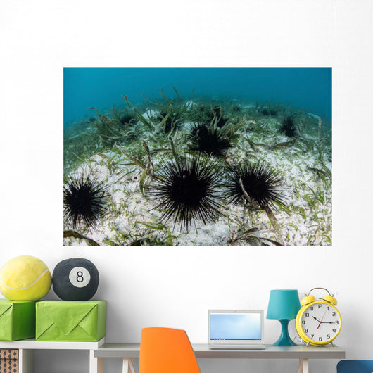 Black Spiny Urchins Graze Wall Decal Design 1