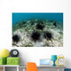 Black Spiny Urchins Graze Wall Decal Design 1