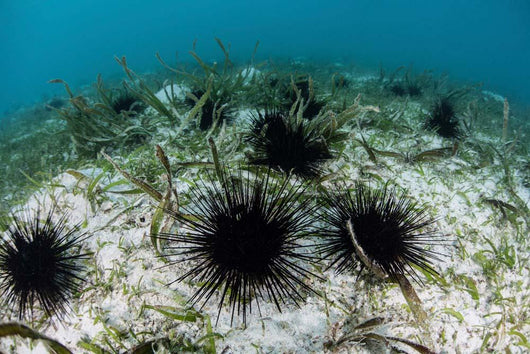 Black Spiny Urchins Graze Wall Decal Design 1