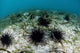 Black Spiny Urchins Graze Wall Decal Design 1