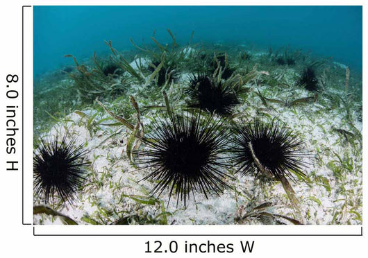 Black Spiny Urchins Graze Wall Decal Design 1