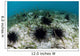 Black Spiny Urchins Graze Wall Decal Design 1