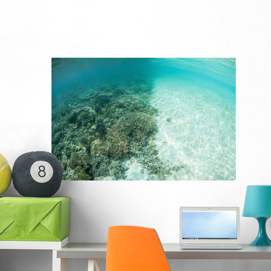Reef-building Corals Are Encroached Wall Decal