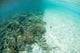 Reef-building Corals Are Encroached Wall Decal