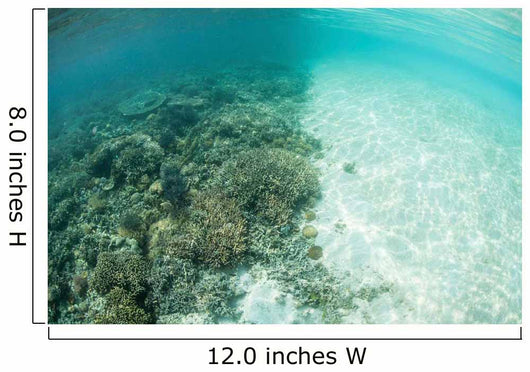 Reef-building Corals Are Encroached Wall Decal