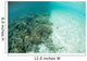 Reef-building Corals Are Encroached Wall Decal