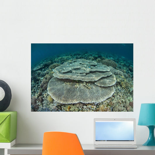 Corals Grow Shallow Reef Wall Decal Design 4